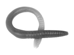 Worms Worms are cold-blooded invertebrates. They have long, narrow bodies with tissue, organs, and organ systems. Worms do not have legs.