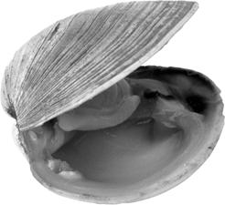 Mollusks Mollusks are invertebrates that have soft bodies, which are divided into three parts: a head, a foot, and a body that contains the organs.