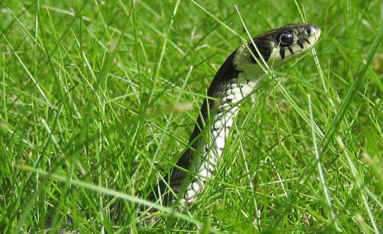 Grass snake Ian McIntosh CC BY SA 3.0 Amphibians & reptiles Amphibians and reptiles are highly charismatic creatures and an important part of Britain s natural and cultural history.