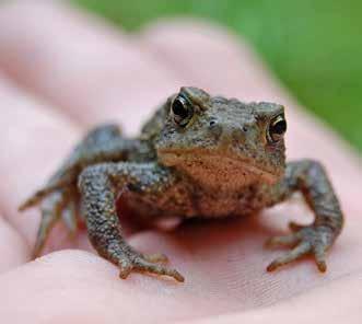 The natterjack toad is confined to fewer than 60 locations, while the pool frog has only relatively recently been recognised as a native species - coinciding with its extinction in the wild.
