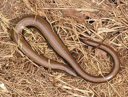 On farmland, the reptile most likely to be encountered is the grass snake.