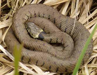 temperatures. On farmland, hedgerows, ditches and ditch banks, stone walls, meadows, orchards, field margins, ponds and manure heaps can all provide habitat for the widespread reptiles (Box 26).