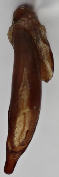 hrdlickai sp. nov., paratype; 16, 17- G.