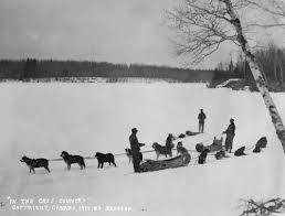 Different perspectives: First Nations Dogs In the old days, the dogs