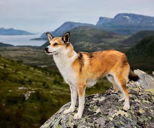 Norway It s not the dog s need Neutering can never be a substitute for the proper