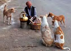 India: Mixed success with ABC-R Reduced dog density in locations of