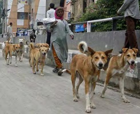 street dogs Anecdotal reports of improved humandog interaction