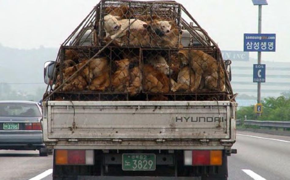 cultures Dog meat trade Growing pet