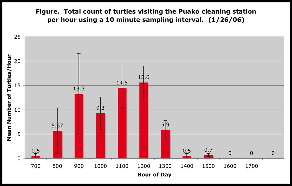 Average count of turtles visiting the
