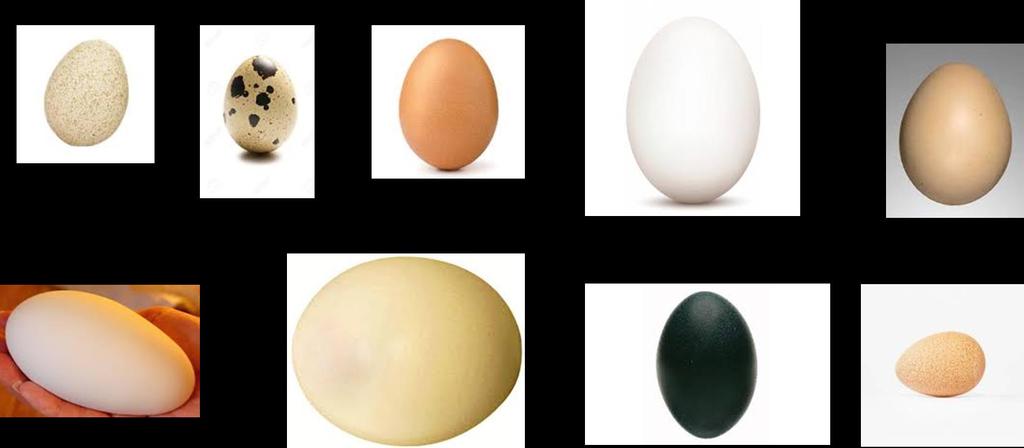 Annex A (Informative) Images of poultry edible eggs in shell A.