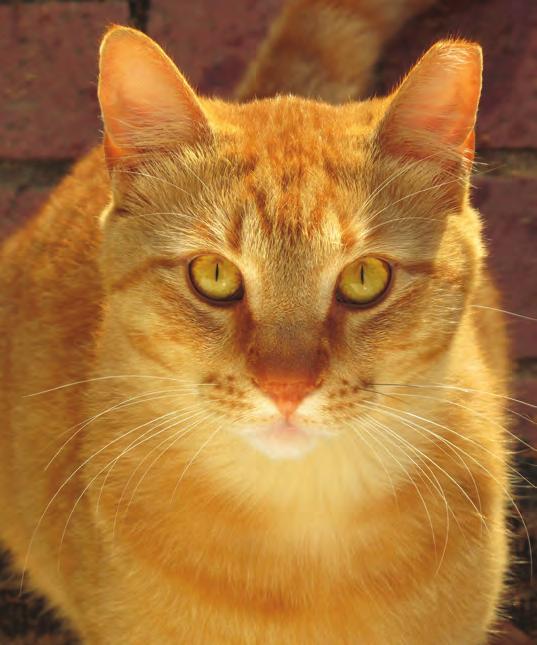 ADVO-CATS The leading resource for helping our community s feral cat population Advocates for Feral Cats An unaltered feral female cat can have up to three litters in one year!