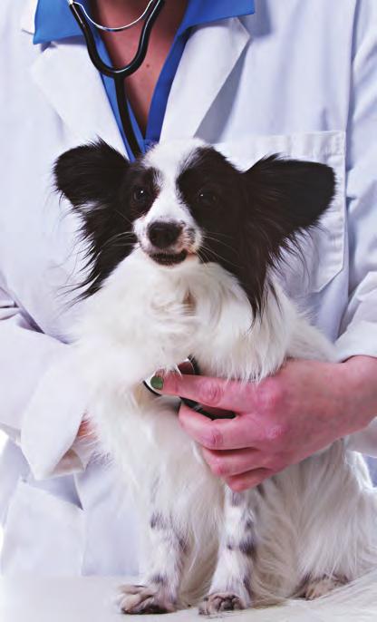 MEDICAL CARE Providing the best care for our pets Every pet who enters our doors, whether as a stray, rescue, or owner surrender, is seen by our veterinarian and