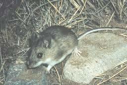 Deer mouse White-footed mouse Nocturnal &