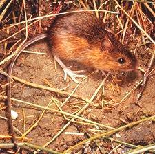 Family Dipodidae Meadow jumping mouse Mostly nocturnal &