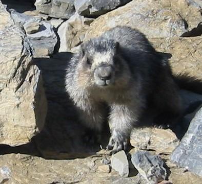 Marmota caligata hoary marmot Posterior