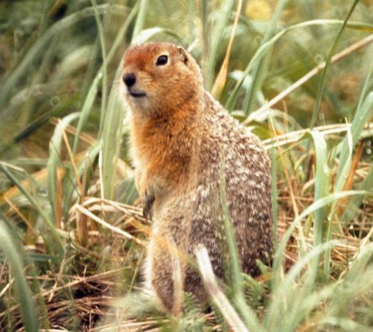 Spermophilus parryii Arctic ground squirrel Range: northwest BC Highly colonial, with hundreds of animals per