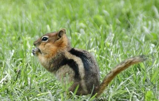 Spermophilus lateralis golden-mantled ground squirrel Range: Rocky Mountains Prominent