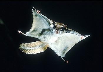 Glaucomys sabrinus northern flying