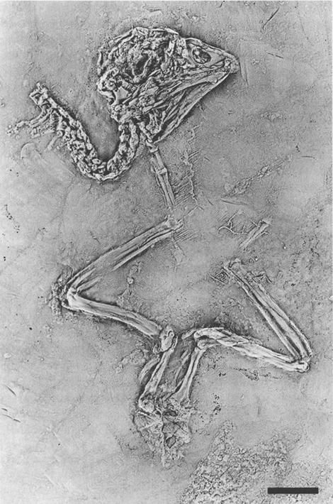 208 MAYR: A new family of Eocene zygodacty birds Text-fig. 11. Pseudasturidae, Unnamed genus and species. SMNK.PAL.1078, covered with ammonium chloride to enhance contrast. Scale: 10 mm.