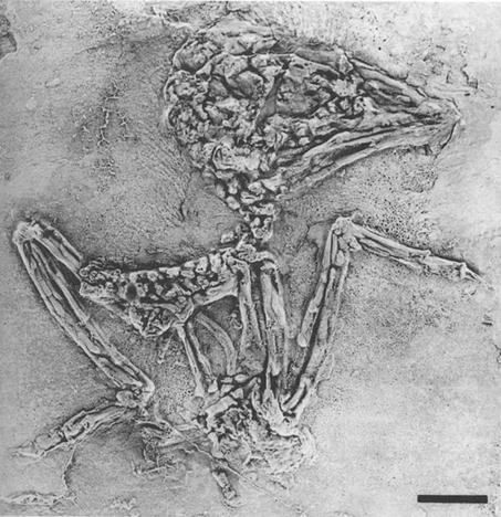 identification of Messel skeletons which are often fragmentary or badly crushed, only one species has been named. Description and comparison Tcxt-fig. 2. Pseudasmr macrocephalus n. g., n. sp.- Specimen SMNK.