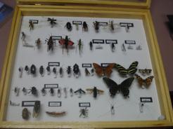 Review Insect orders are grouped according to whether or not they are ametabolous, hemimetabolous or holometabolous.