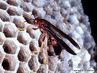 Endopterygote: Cuckoo wasp 7 Review Terms: Answers Anamorphic: Development in some parainsects where abdominal segments are added during the molting process.