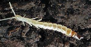Class Entognatha: Order Diplura Entognathans are a group that have enclosed mandibles. soil arthropods Predators feeding on mites, insects, collembolans,etc.