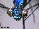 Order Odonata (Damselflies, Dragonflies) (continued) Neopteran Phylogeny