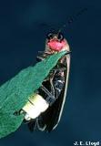 parasites parasites of insects, only have hind wings Raphidioptera snakeflies predaceous,
