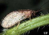 ) Infraclass Neoptera: Division Endopterygota scale insect whiteflies aphids treehopper