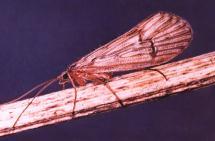 Example: House fly or Butterfly lovebugs 49 Oriental Rat Flea: Plague vector The bubonic plague was the most common form of