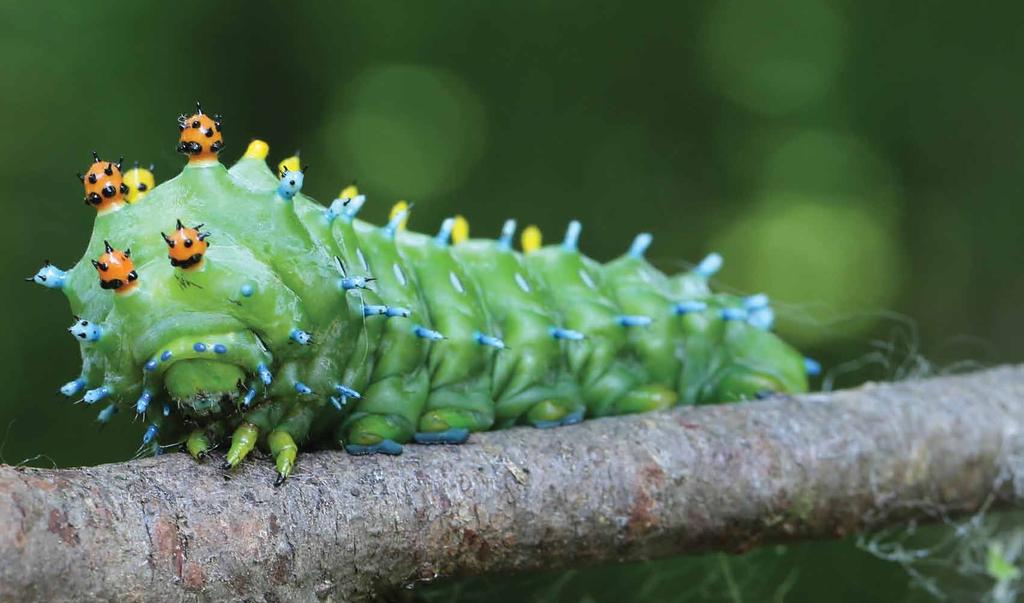 Caterpillars may look like they have a lot of legs, but only the first three pairs are true legs. The others are called prolegs.