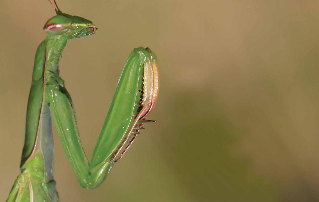 This insect is called a praying mantis because its two front legs are bent and held together which makes it look like the mantis is saying its prayers.