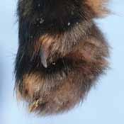 The claws on a porcupine s foot are curved and grip the bark