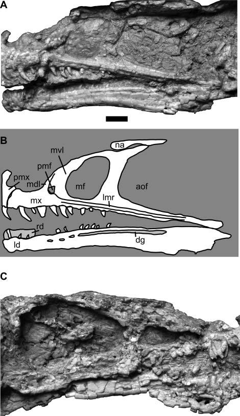 10 J. N. Choiniere et al. Figure 7. Anterior skull and mandible of Aorun zhaoi (IVPP V15709). A, left lateral view; B, line drawing of left lateral view; C, right lateral view.