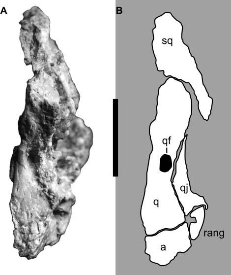 mark for the prefrontal. In ornithomimosaurs and derived alvarezsauroids, the prefrontal is hypertrophied (Sereno 2001) and forms a large portion of the skull roof (see Suzuki et al.