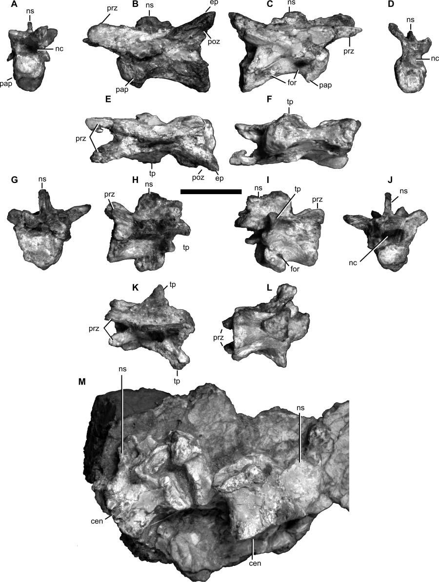 A juvenile specimen of a new coelurosaur from Xinjiang 17 Figure 12. Vertebrae of Aorun zhaoi (IVPP V15709).