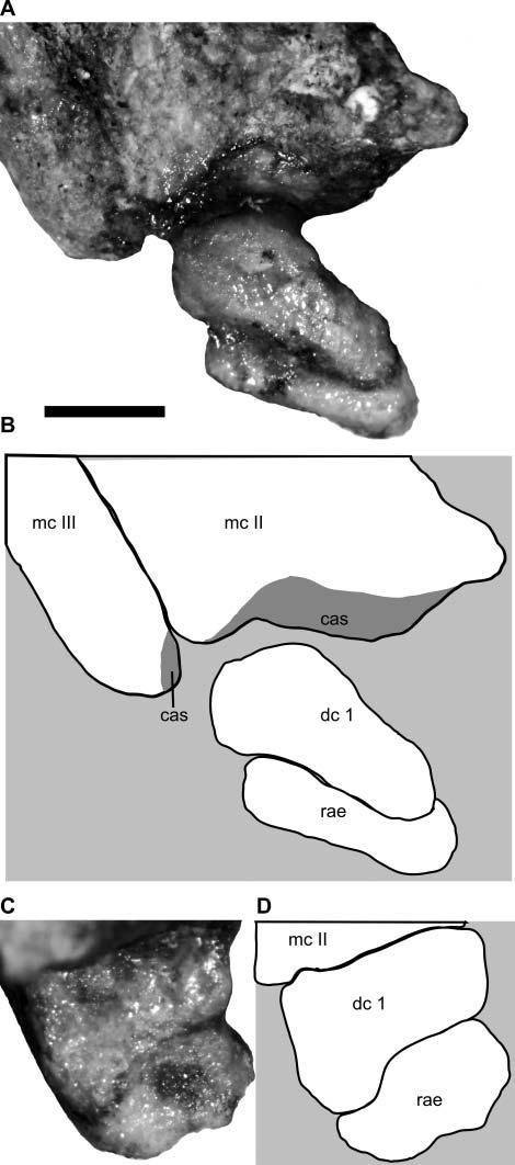 A juvenile specimen of a new coelurosaur from Xinjiang 19 Figure 14. Left carpus and proximal metacarpus of Aorun zhaoi (IVPP V15709).