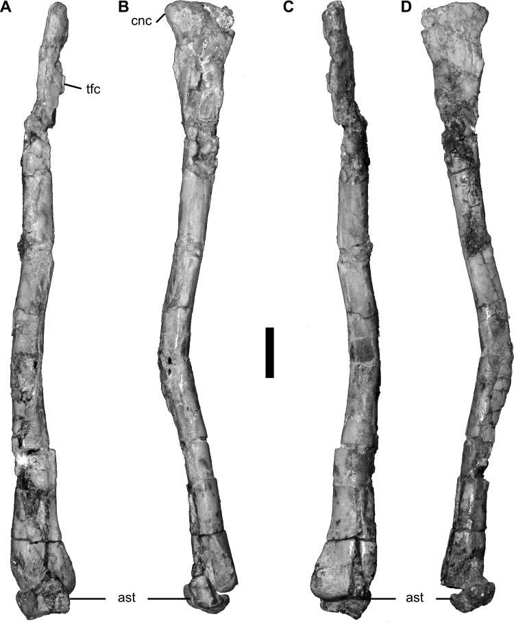 A juvenile specimen of a new coelurosaur from Xinjiang 23 Figure 17. Left tibia and astragalus of Aorun zhaoi (IVPP V15709). A, anterior view; B, lateral view; C, posterior view; D, medial view.