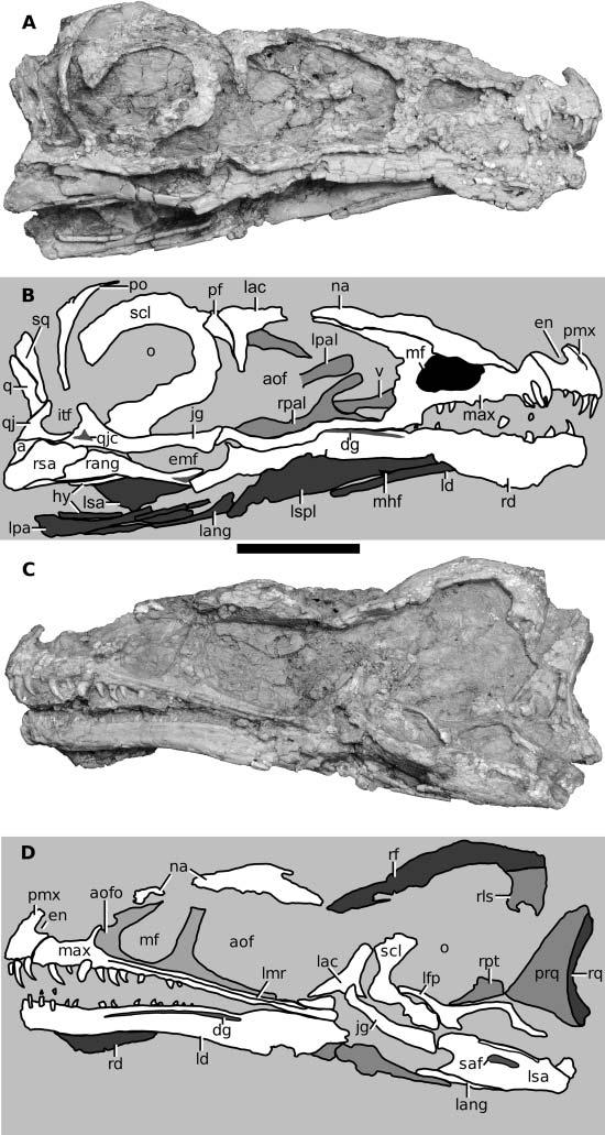 6 J. N. Choiniere et al. Figure 4. Skull and mandible of Aorun zhaoi (IVPP V15709).