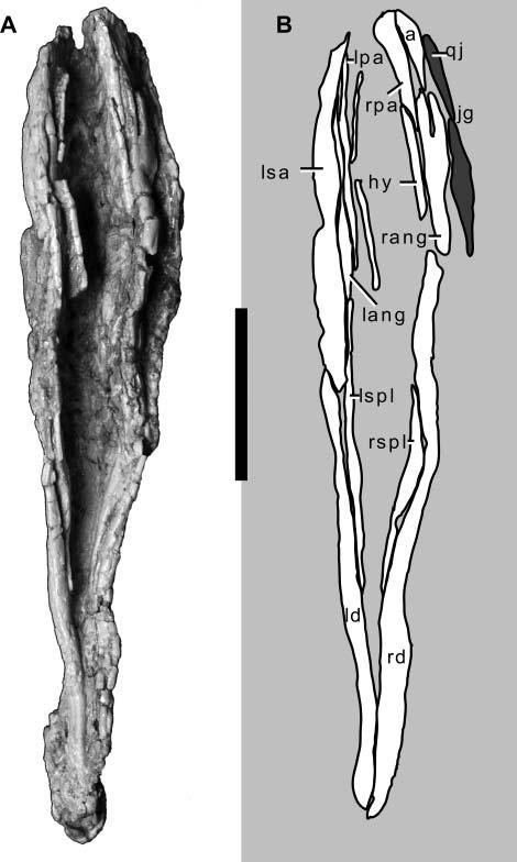 A juvenile specimen of a new coelurosaur from Xinjiang 7 Figure 5. Skull and mandible of Aorun zhaoi (IVPP V15709). A, ventral view; B, line drawing of ventral view. Abbreviations as in Fig.