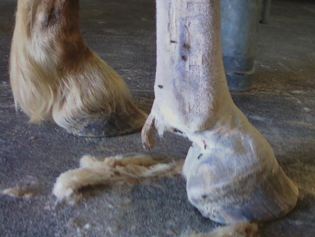 contact of medications with the skin. After hair removal and scrubbing the pastern area with a scale removing shampoo, medications or insecticides can be applied.