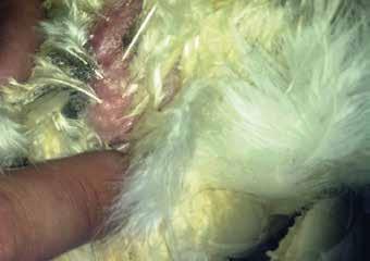 Northern fowl mite, Ornithonyssus sylviarum, (Acari: Macronyssidae) ingests large amounts of blood from White Leghorn hens.