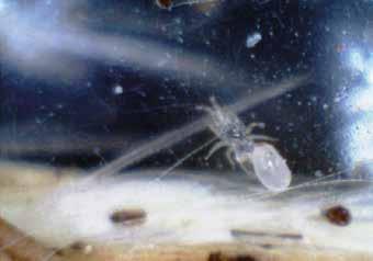 Fig. 3. Northern fowl mites migrating away from a feather plucked from the vent region of a laying hen (placed inside a sealable plastic bag).