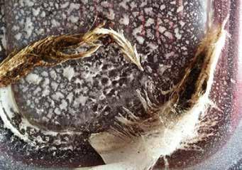 Infested feathers after being treated with an
