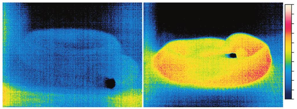 582 G. J. Tattersall and others Fig. 2. Infrared thermal image of a rattlesnake (A) prior to feeding and (B) 48 h following feeding a meal comprising 32% M b. The scale bar shows a total range of 2.