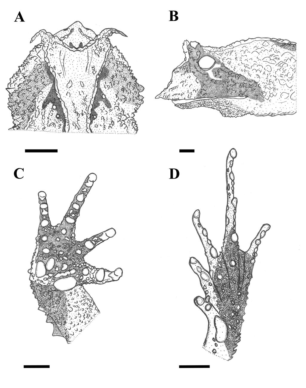 FIGURE 9. Dorsal (A) and lateral (B) views of the head; hand (C); and foot (D) of the holotype of Proceratophrys izecksohni sp.nov. (CFBH 16283; SVL 56.6 mm). Scale bar = 3,5 mm.