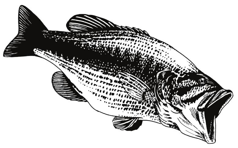 Animal Homework Research Thread Answer Key Largemouth Bass Micropterus salmoides 2. What does your animal look like? Be sure to note features that make your animal different from similar species.