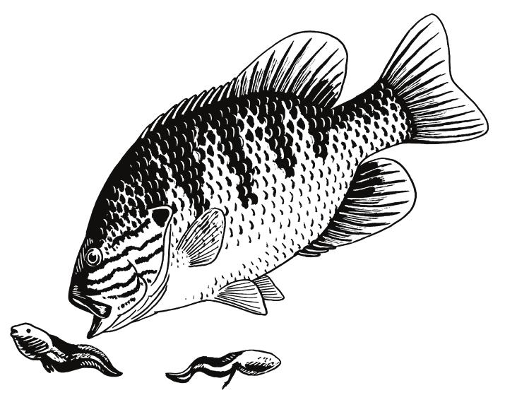 Animal Homework Research Thread Background Information Green Sunfish (Lepomis cyanellus) In Arizona s riparian areas, water is seasonally limited, flash floods are extremely common, and many