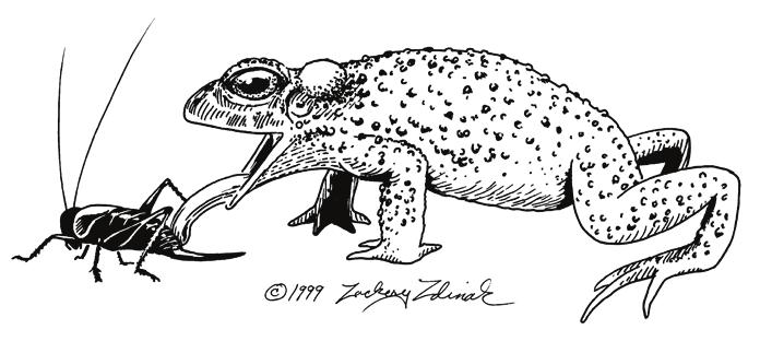 Animal Homework Research Thread Background Information Red-spotted Toad (Bufo punctatus) The arid landscape of Arizona seem like an unlikely place for an amphibian to call home, but in the state s